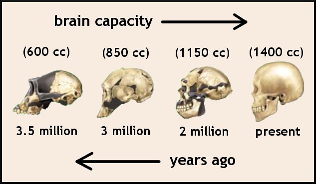 Evolusi Volume Otak Manusia